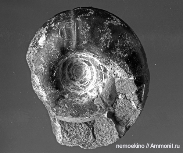 юра, Craspedites, Сызрань, Jurassic