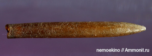 белемниты, юра, Сызрань, Jurassic, belemnites