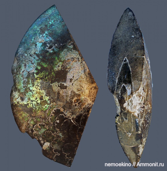 юра, Garniericeras, Сызрань, Jurassic