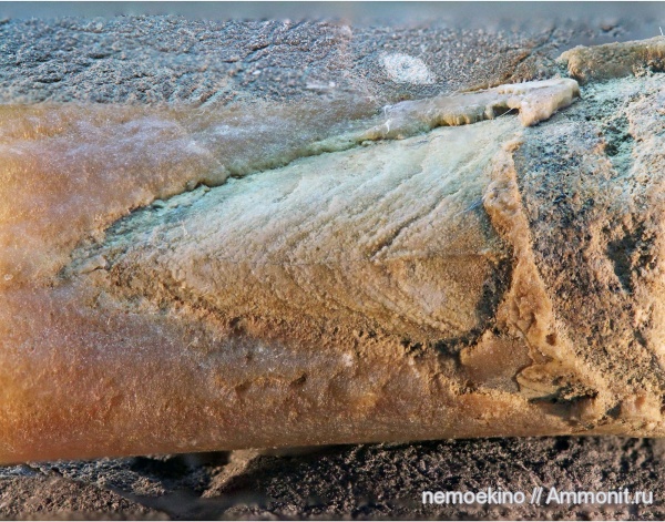 белемниты, юра, Сызрань, Jurassic, belemnites