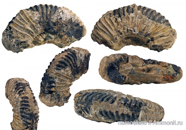аммониты, юра, кимеридж, Aulacostephanus, Ammonites, Сызрань, Aulacostephanus volgensis, Kimmeridgian, Jurassic, Upper Jurassic
