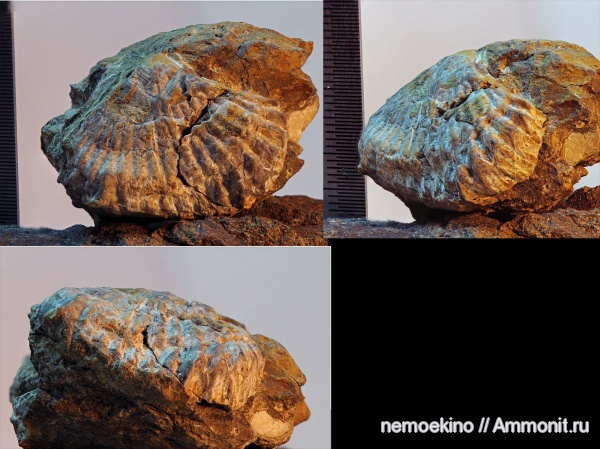 брахиоподы, карбон, Rhynchonellida, Кемеровская область