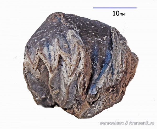 брахиоподы, юра, Mosquella, Rhynchonellida, Сызрань, Jurassic