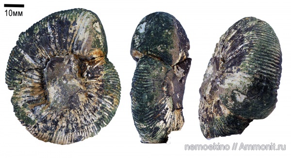 юра, Сызрань, нижневолжский подъярус, Jurassic