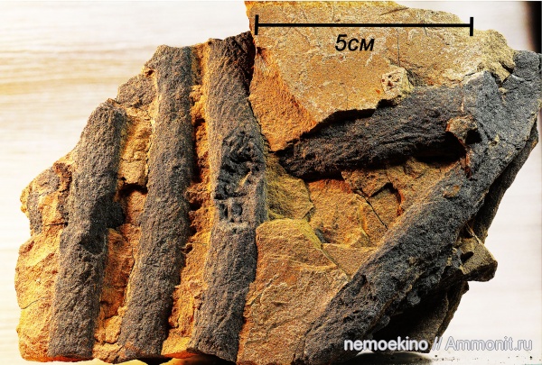 ихнофоссилии, Сызрань, Spongeliomorpha