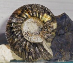 Epivirgatites