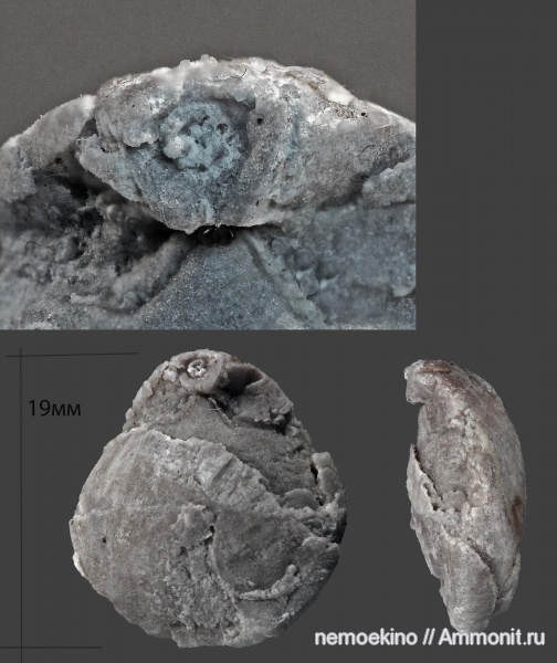 брахиоподы, карбон, Terebratulida, форамен, Кемеровская область