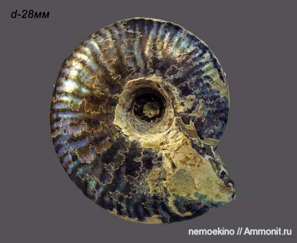 юра, Craspedites, Сызрань, Jurassic