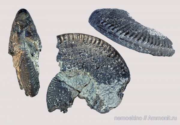 аммониты, кимеридж, Aulacostephanus, Ammonites, Сызрань, Aulacostephanus yo, Aulacostephanidae, Aulacostephanus jasonoides, Kimmeridgian, Upper Jurassic