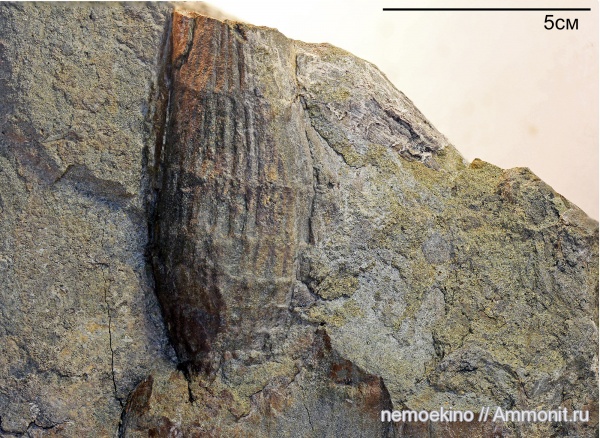 пермь, каламиты, Calamites, Кемеровская область, Permian