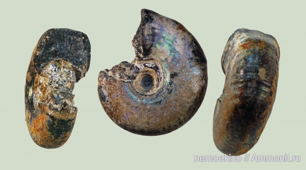 юра, Craspedites, Сызрань, Jurassic