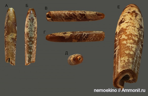 белемниты, мел, Самарская область, Belemnitella, Cretaceous, belemnites