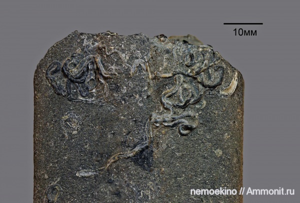 белемниты, юра, серпулы, Serpulidae, Сызрань, обрастание, Epizoans, Jurassic, belemnites