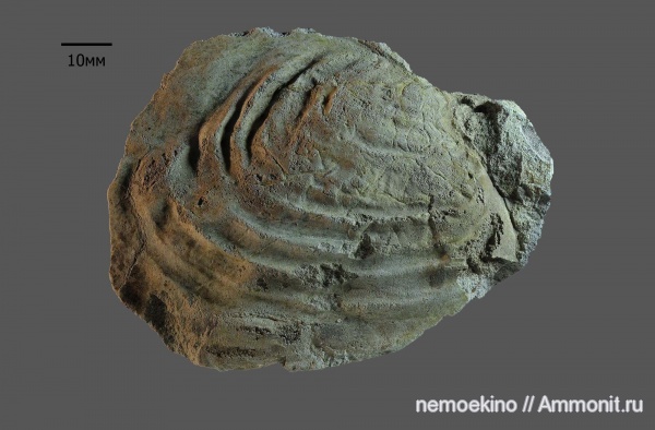 двустворчатые моллюски, Самарская область, Anopaea