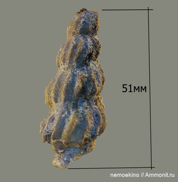 карбон, Palaeostylus, Кемеровская область