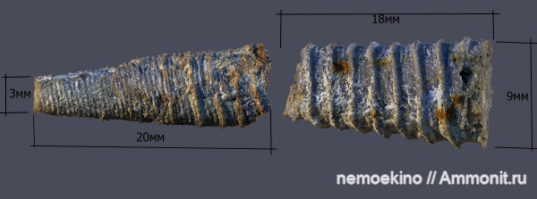 карбон, головоногие моллюски, Cycloceras, Orthocerida, Кемеровская область