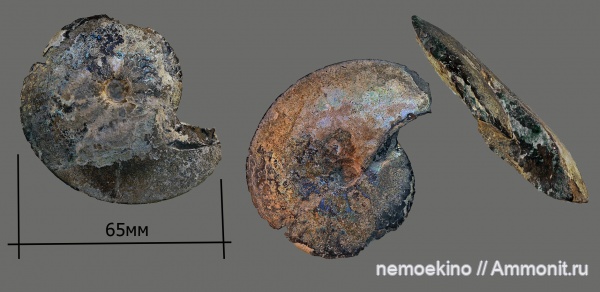 аммониты, юра, Garniericeras, Сызрань