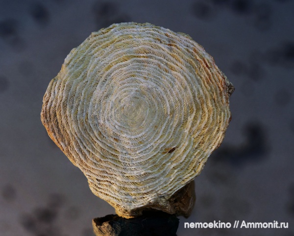 Крым, Nummulites, Nummulites distans