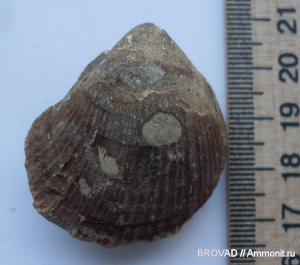 bivalvia, mollusca, Pholadomya esmarki