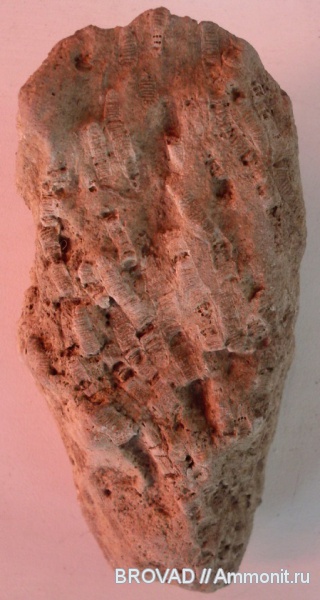 Anthozoa, coelenterata