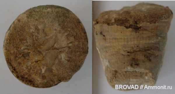 Anthozoa, Rugosa, Tetracoralla, coelenterata