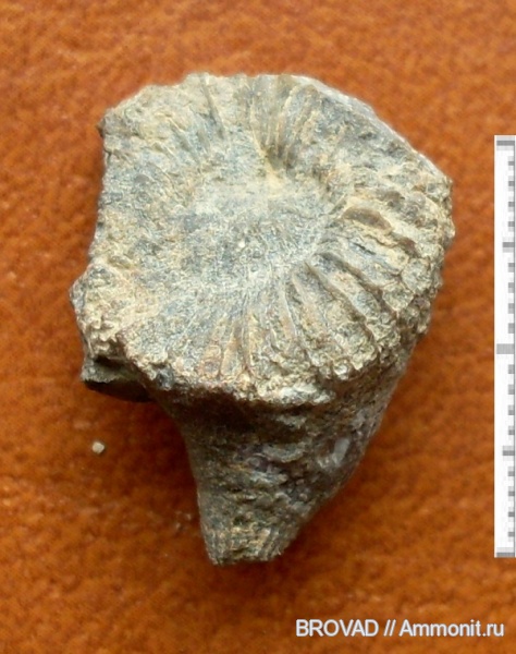 Anthozoa, Rugosa