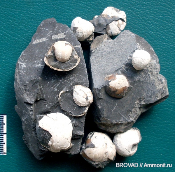 Gastropoda, Bellerophontidae, mollusca