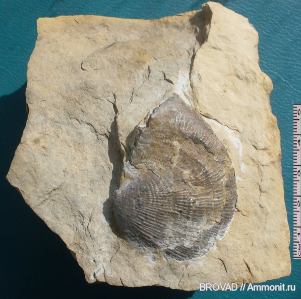 brachiopoda, Articulata