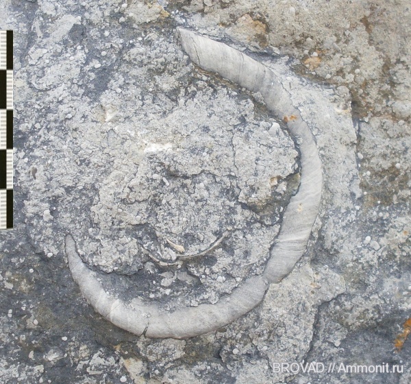 Euomphalus, Gastropoda