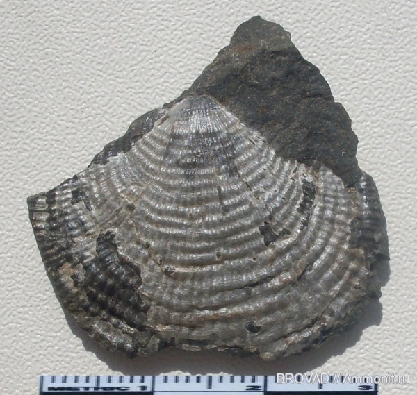 brachiopoda, Productus