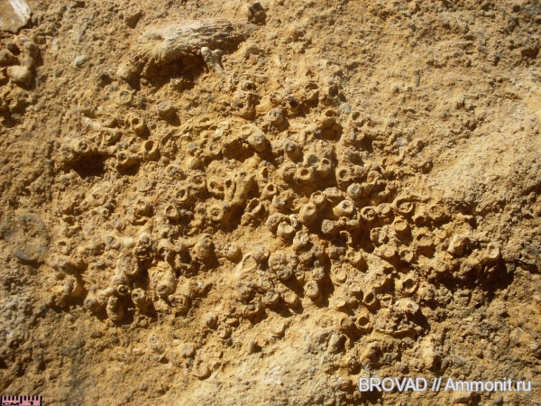 Anthozoa, Aulopora macrostoma