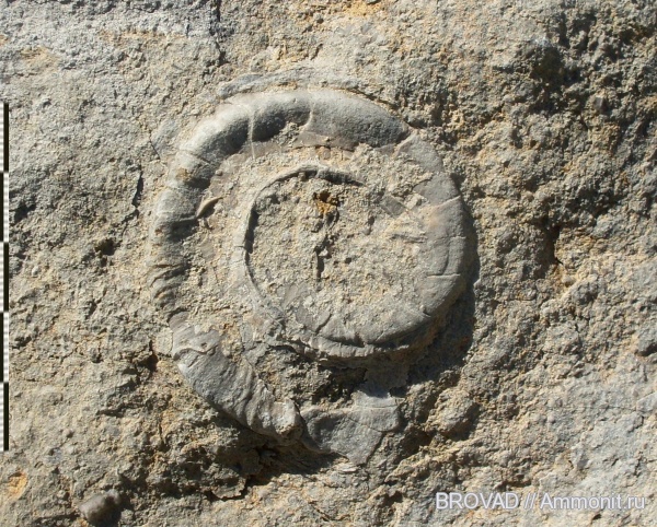 Euomphalus marginatus, Gastropoda, mollusca