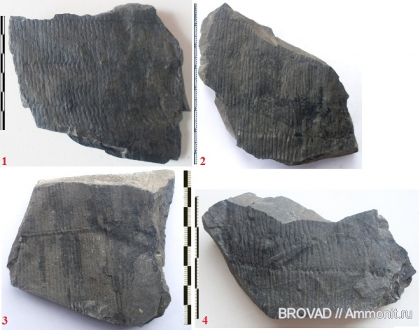 Calamites, Sphenopsida