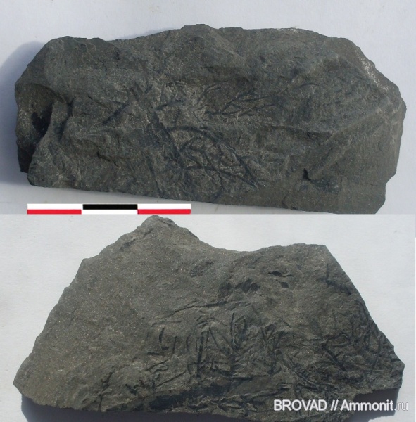 Sphenopsida, cormophyta, equisetales, Radicites capillacea