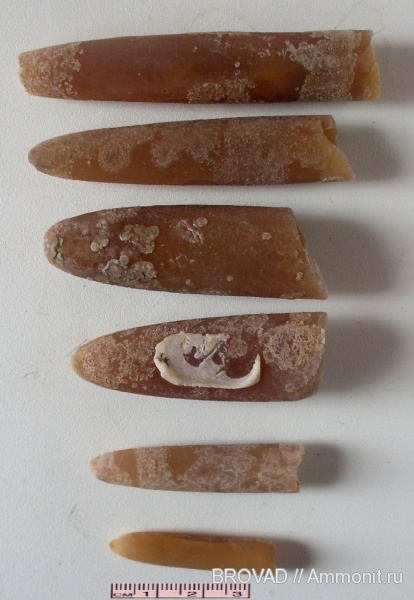 Belemnitella, cephalopoda