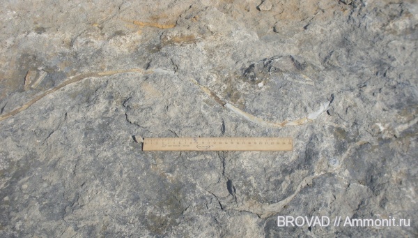 ichnofossils, Cruziana