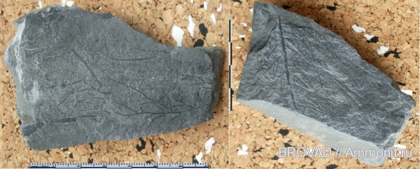 Sphenopsida, cormophyta, equisetales, Radicites capillacea