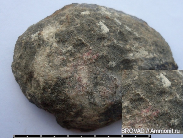 Chaetetes radians, Spongia