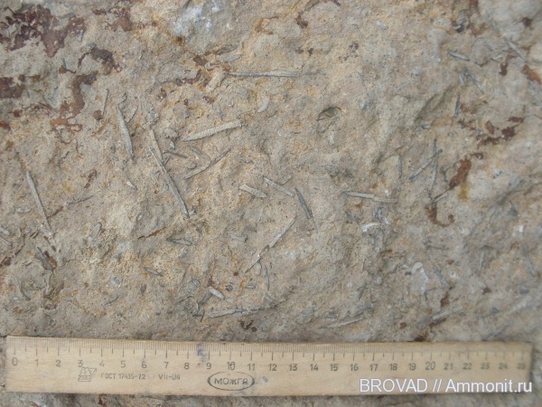 Echinoidea, Echinodermata