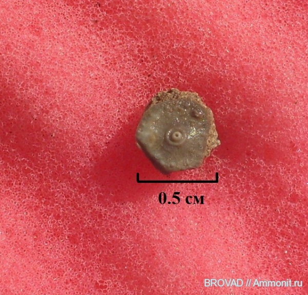 Echinoidea, Echinodermata