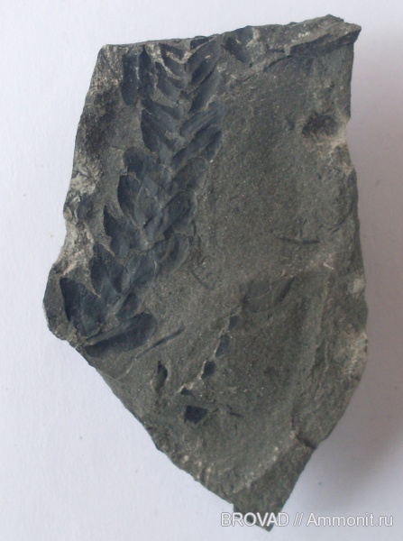 Neuropteris, Pteridospermae, cormophyta