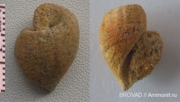 Gastropoda, mollusca