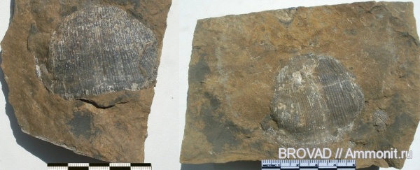 brachiopoda, Productus, Articulata