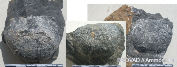 brachiopoda, Productus semireticulatus, Articulata