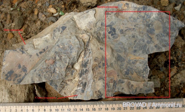 cormophyta, carboniferous flora