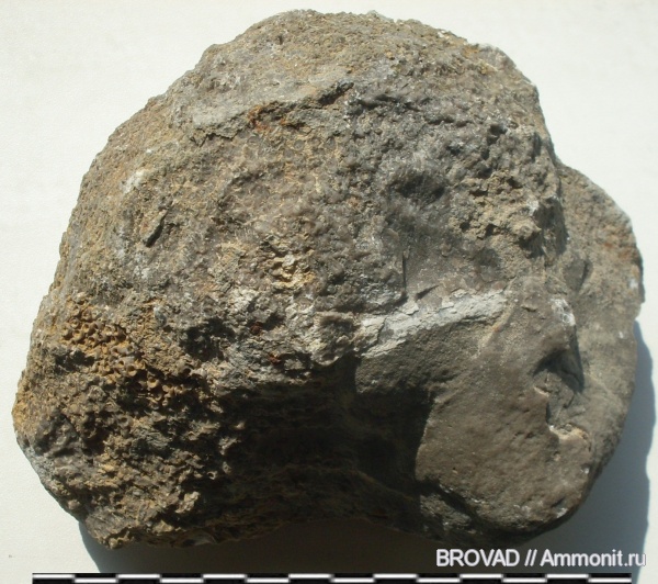 Chaetetes, Anthozoa, Aulopora macrostoma, Spongia