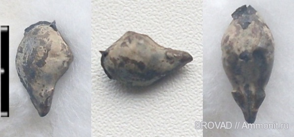 mollusca, Conocardium snijatkovi
