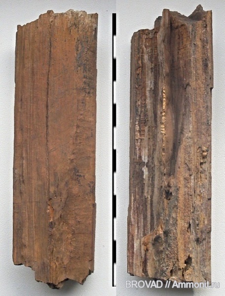 Gymnospermae, cormophyta, cordaitales