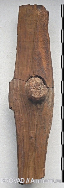 Gymnospermae, cormophyta