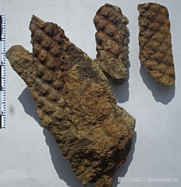 Lycopsida, cormophyta, Lepidophloios laricinus